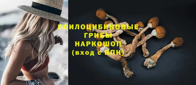 как найти закладки  Анадырь  Псилоцибиновые грибы Psilocybine cubensis 